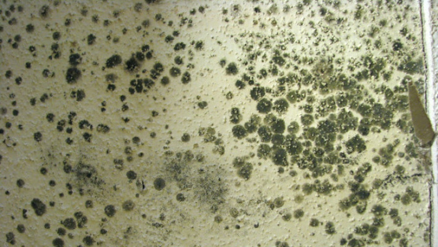 Mold Symptoms and prevention