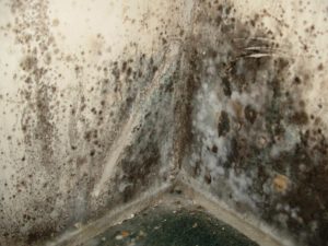 Black mold grows on a wall.